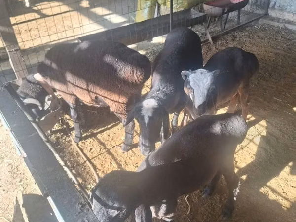 Ram, Sheep — Uzbekistan