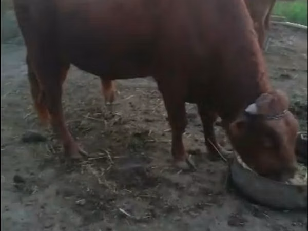 Banteng, Cattle — Uzbekistan