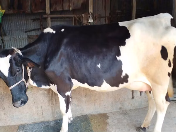 Cow, Holstein breed — Bangladesh