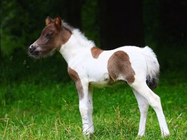 ม้า (เป็นล็อต, ไม่ระบุเพศ), Shetland Pony