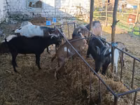 Billy Goat, Nubian Goat — photo 2