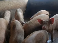 Babi (batch, jenis kelamin tidak disebutkan) — foto 2