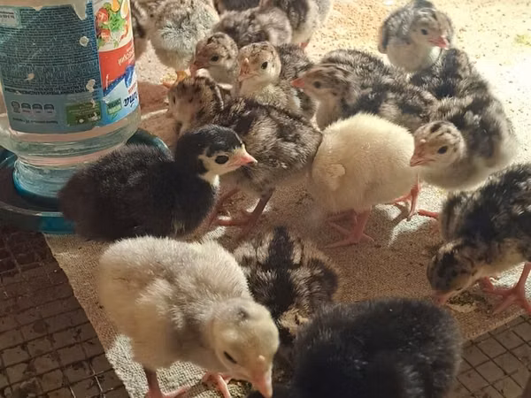 Chickens — Azerbaïdjan