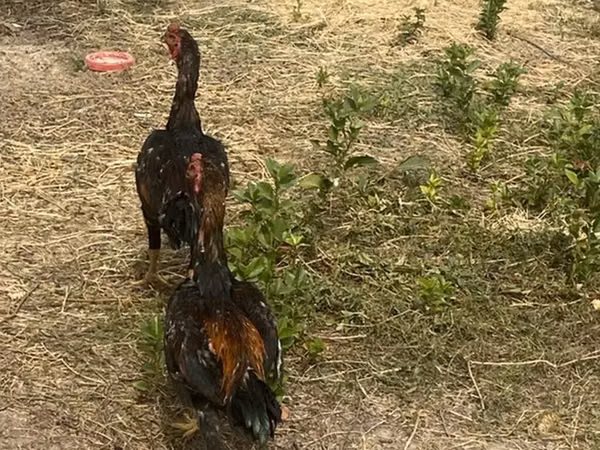 Chickens — Kyrgyzstan