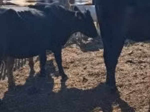 Cow, Cattle — Hungary