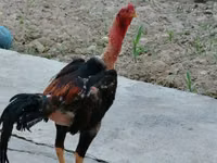 აქლემები (პარტია, სქესი არ არის მითითებული), აქლემები — ფოტო 2
