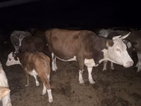 Cow, Latvian Blue cattle — photo 3