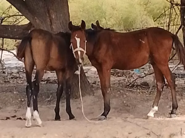 Horse (M), Horses — Kazakhstan