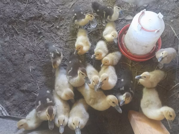 Ducks