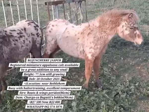 Farasi dume, Miniature horse