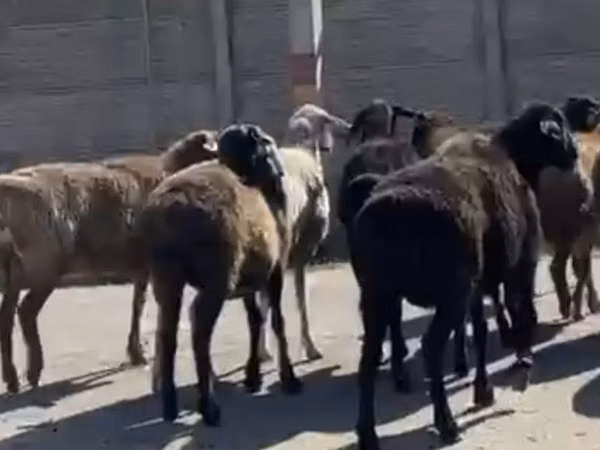 Гӯсфандон (партия, ҷинс муайян нашудааст), Гӯсфандон — Қазоқистон