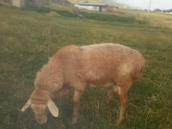 Ram, Sheep — Kyrgyzstan