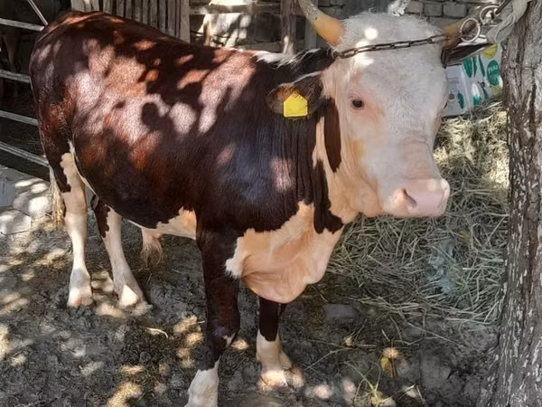 Bull, Hereford — Uzbekistan