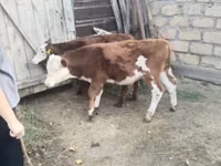 Banteng, Hereford — foto 3