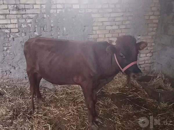 Bull, Cattle — Uzbekistan
