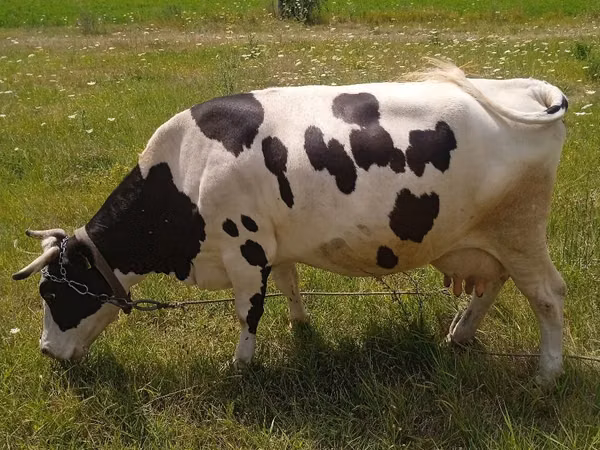 母牛, Russian Black pied cattle