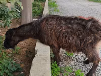母山羊, Goats — 照片 2