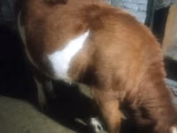 گاو ماده, Latvian Blue cattle — عکس 3