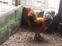 Brahma — foto 2