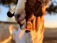 ፍየል, Boer goat — ፎቶ 3