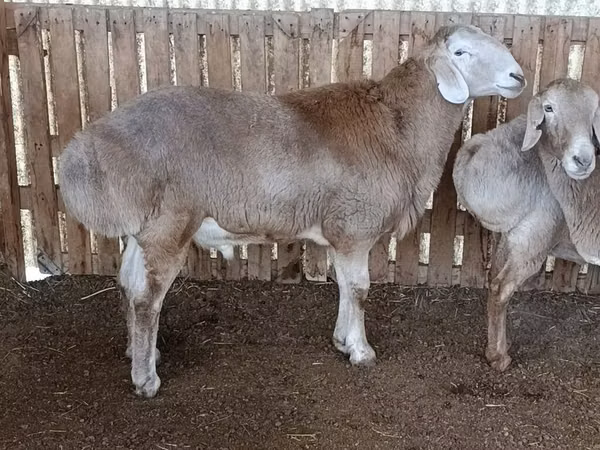 Ram, Arashan sheep — Kyrgyzstan