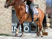 حصان, Karabakh horse — الصورة 4