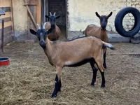 Capra, Alpine goat — foto 3
