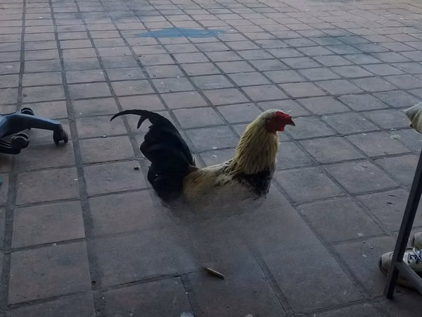 Chickens