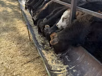 ثور, Swiss cattle — الصورة 4