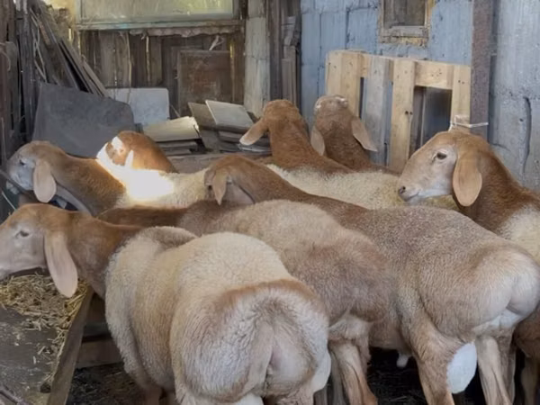 Ram, Arashan sheep