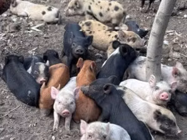 Schweine (Partie, Geschlecht nicht angegeben), Schweine