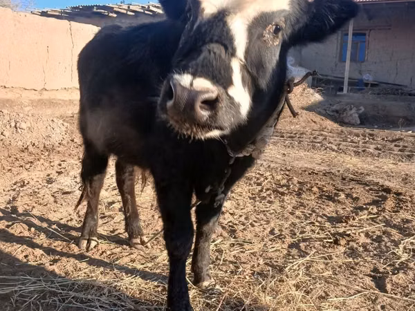 Bull, Cattle — Uzbekistan