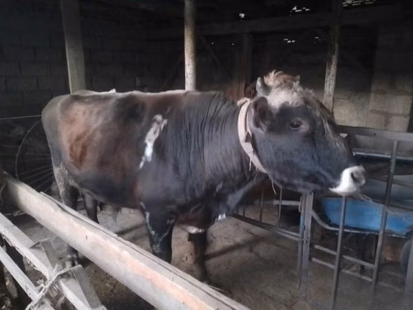 Toro, Bovini — Uzbekistan
