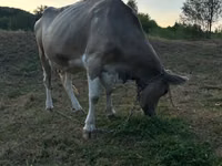 母牛, Cattle — 照片 2