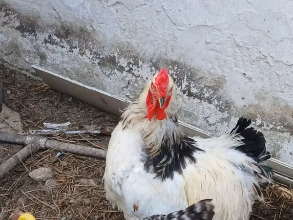 Brahma — Azerbejdżan