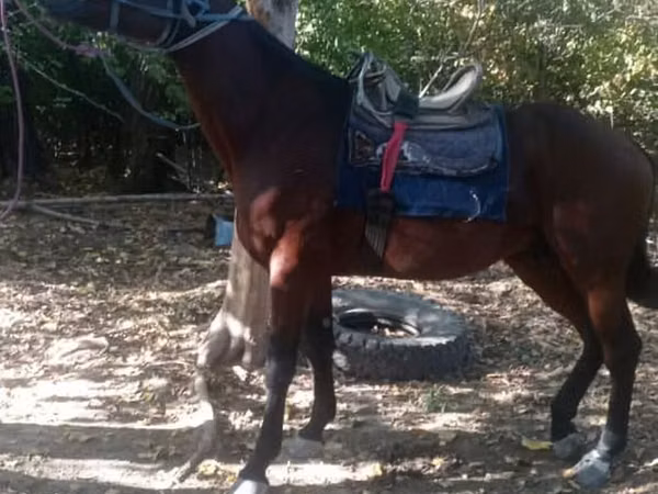 اسب نر, Friesian sport horse