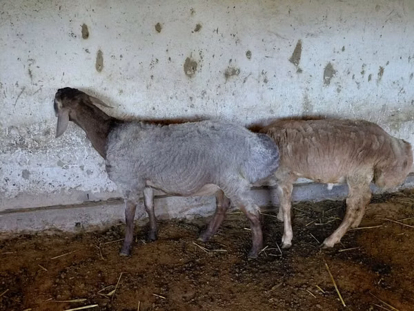 Sheep, Sheep — Kyrgyzstan