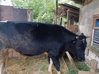 Bull, Cattle — photo 2