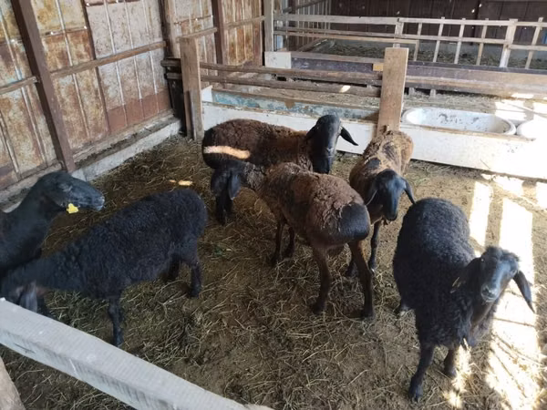 Kambing jantan, Sheep — Kazakhstan