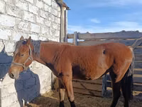 Kuda betina, Horses — foto 2
