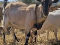 ወንድ ፍየል, Goats — ፎቶ 1