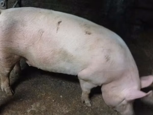 Sow, Pigs — Hungary