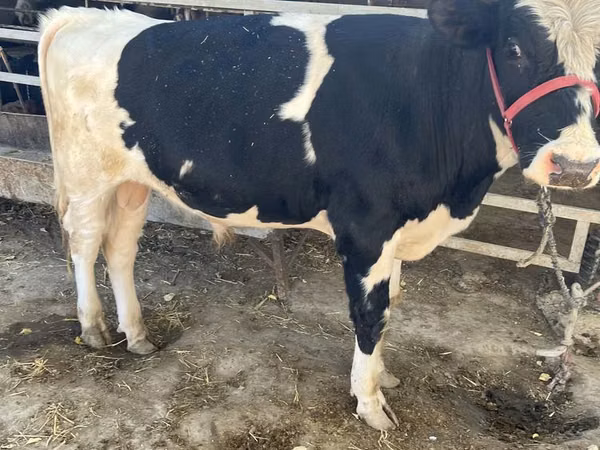 Bull, Russian Black pied cattle — Uzbekistan