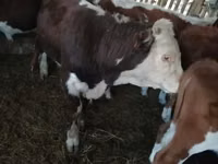 Bovins (lot, sexe non indiqué), Vache kazakhe à tête blanche — photo 8