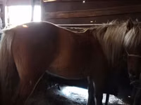 Kuda jantan, Mugalzhar horse — foto 2