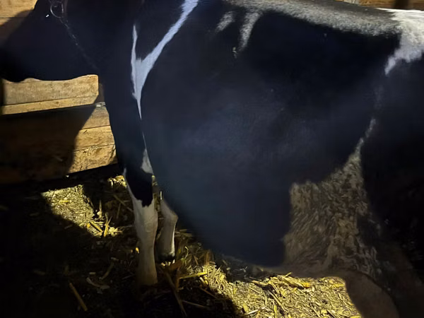 암소, Russian Black pied cattle