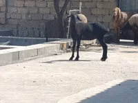 Capra, Capre — foto 3