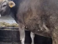 Krava, Swiss cattle — foto 3
