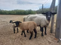 Sheep, White Suffolk sheep — photo 1