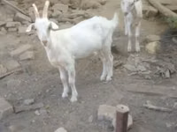 Ziegenbock, Ziegen — Foto 2